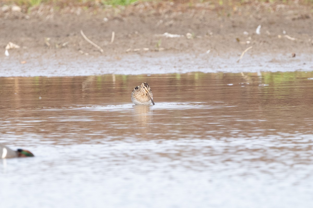Wilson's Snipe - ML649016559