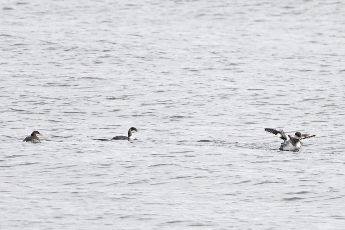 Red-necked Grebe - ML649016568