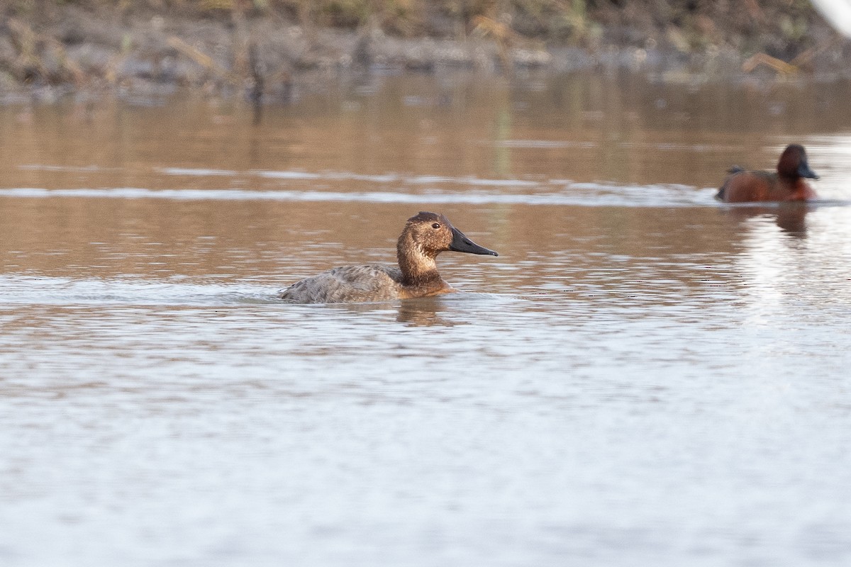 Büyük Elmabaş - ML649016580