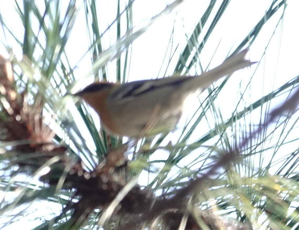 Olive Warbler - ML649016627