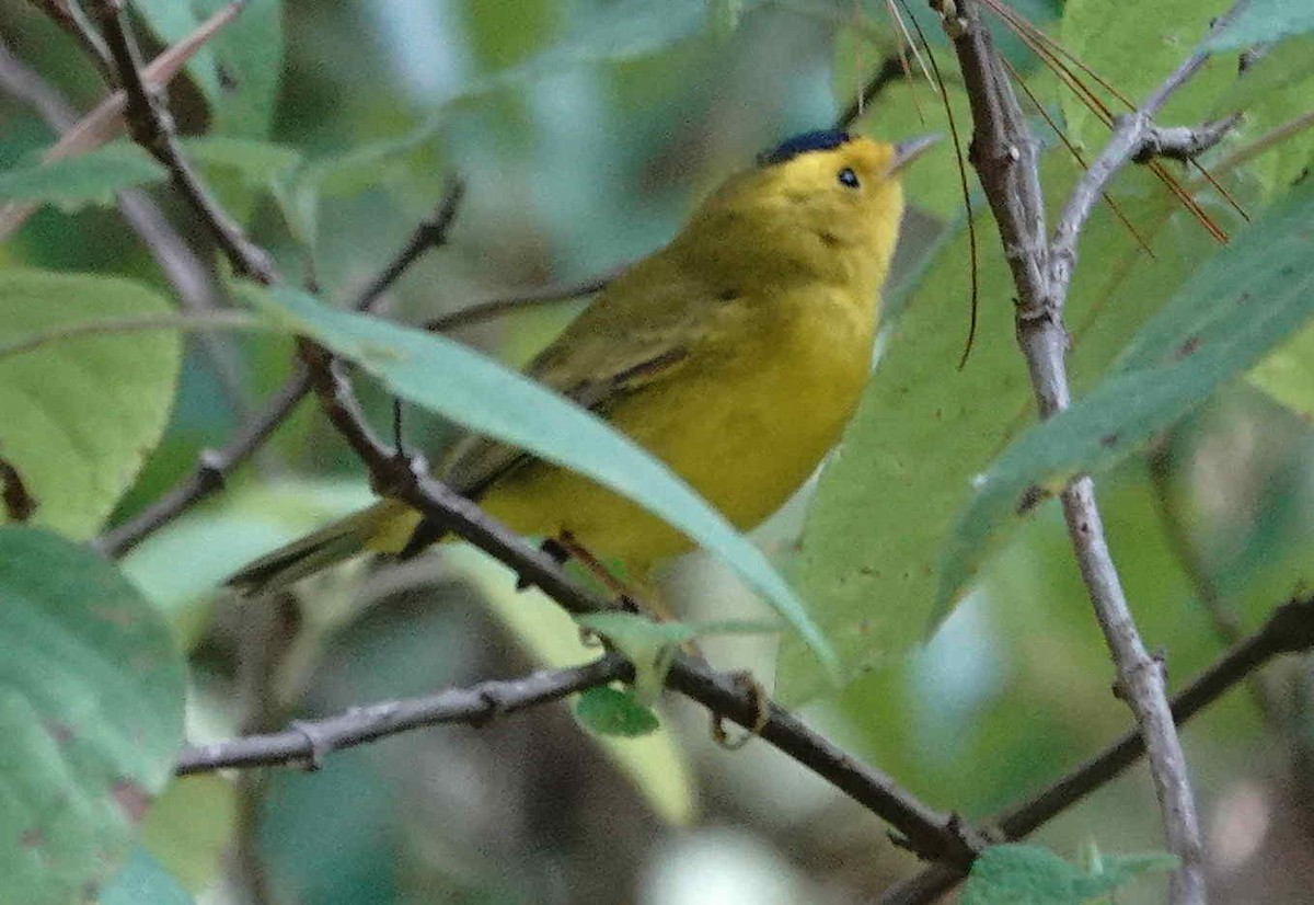 Wilson's Warbler - ML649016717