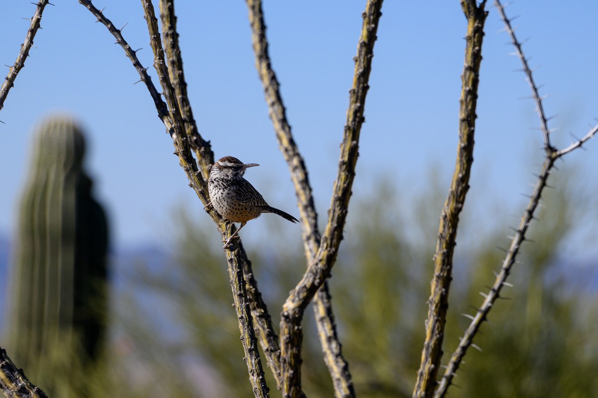 Cactus Wren - Ram Cherala