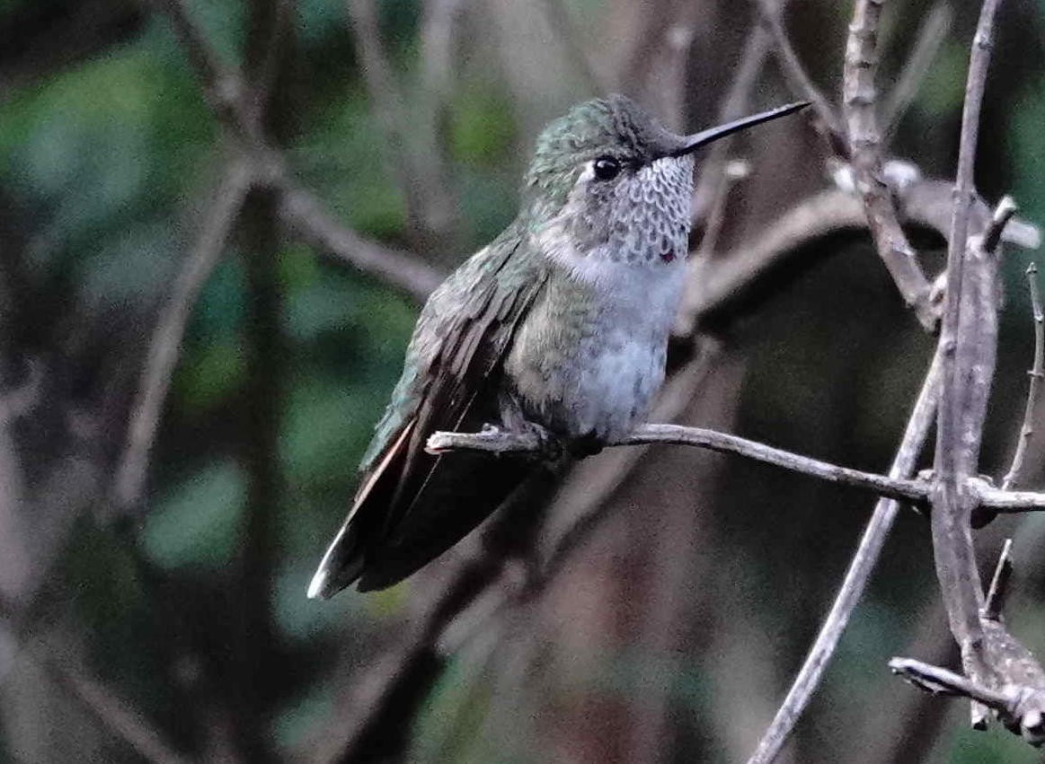 Broad-tailed Hummingbird - ML649016941