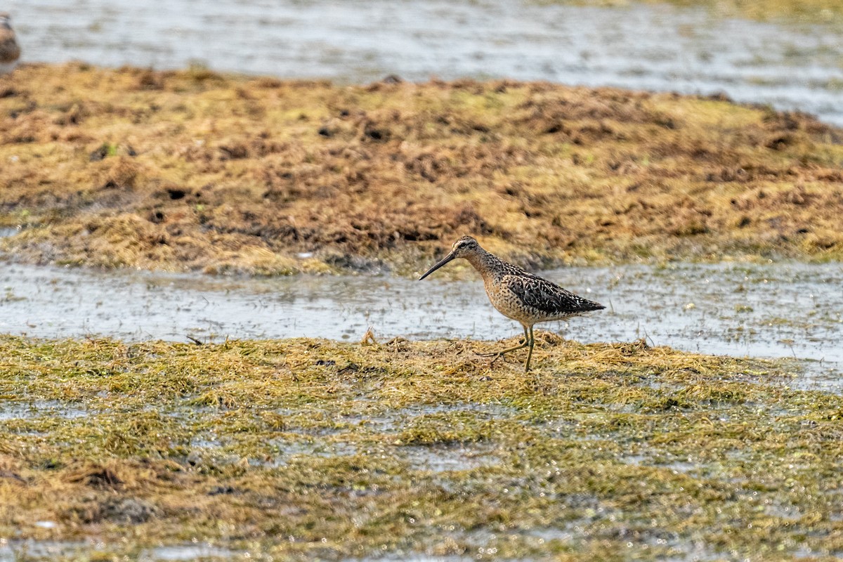 Short-billed Dowitcher - ML649017058