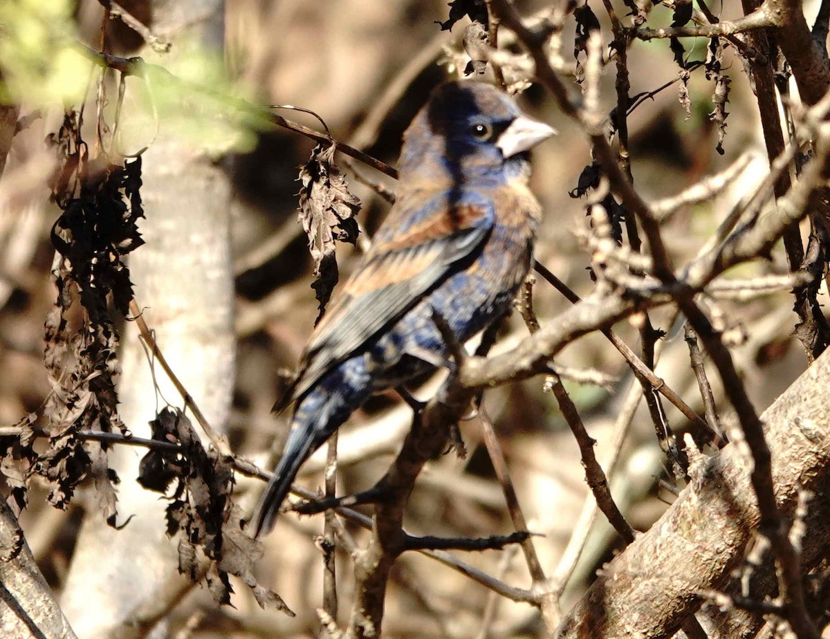 Blue Grosbeak - ML649017278