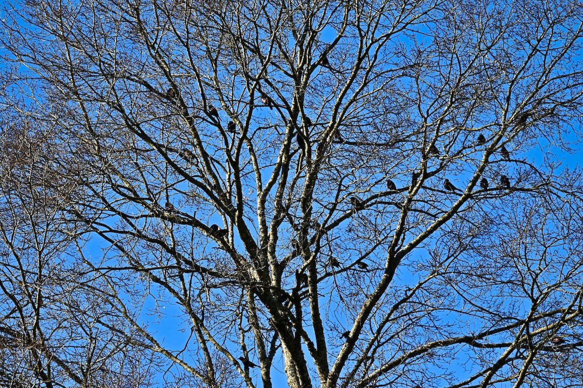 Common Grackle - ML649017279