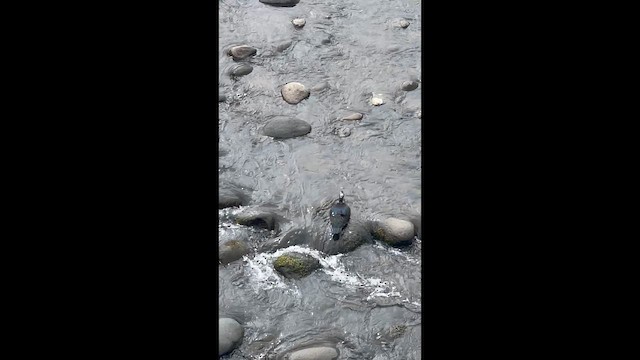 pižmovka americká - ML649017862