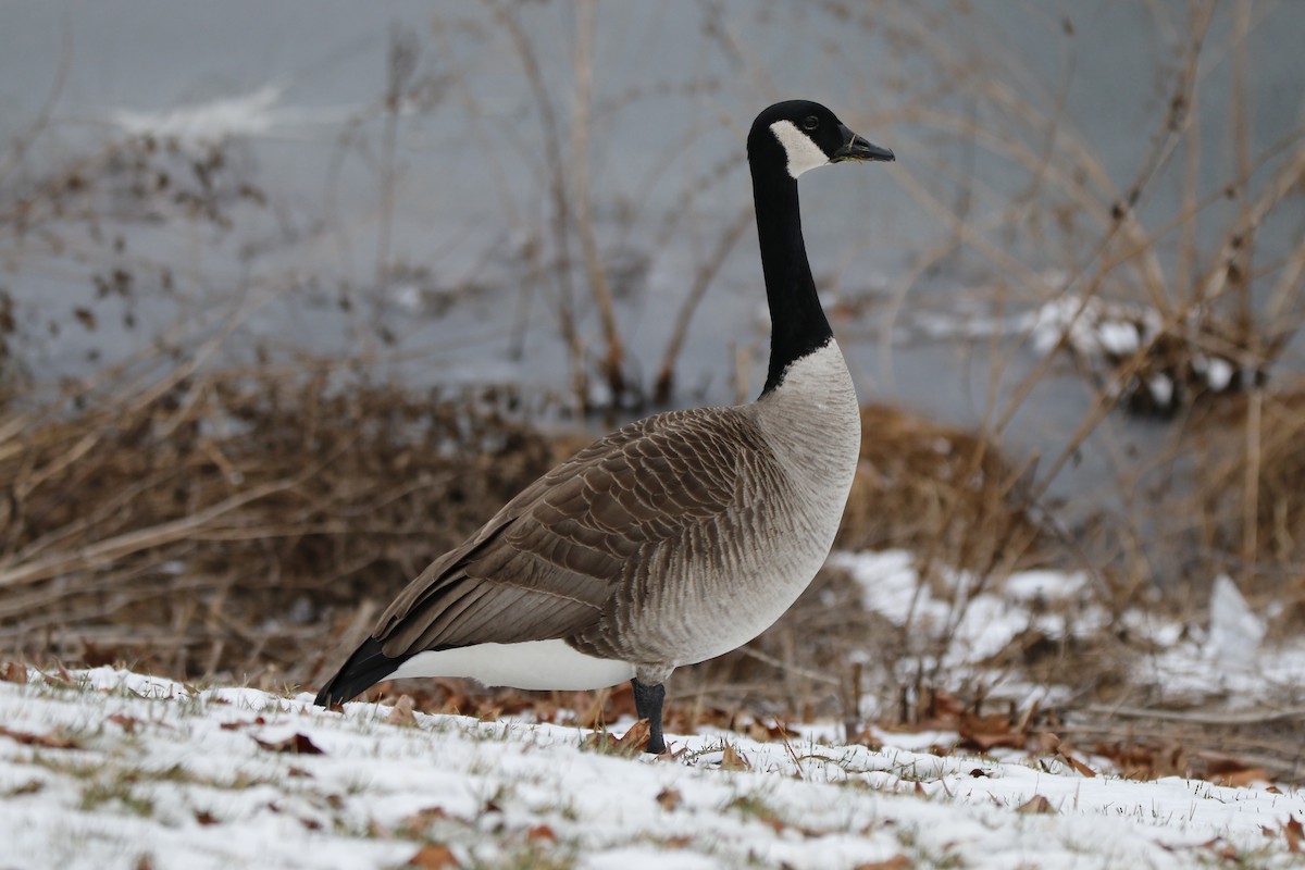 Canada Goose - ML649018267