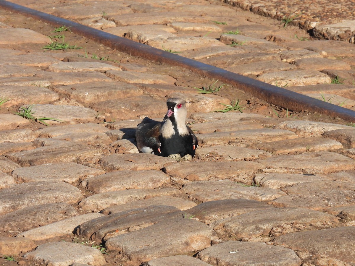 Southern Lapwing - ML649018729