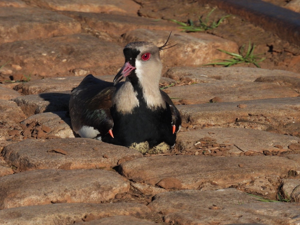 Southern Lapwing - ML649018737