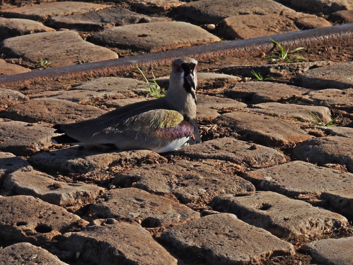 Southern Lapwing - ML649018761