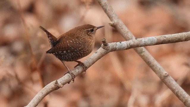 フユミソサザイ - ML649019867