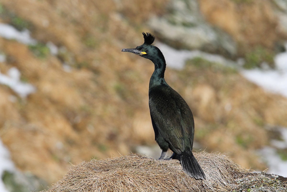 European Shag (Atlantic) - Christoph Moning