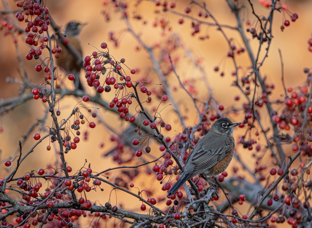 American Robin - ML649020057