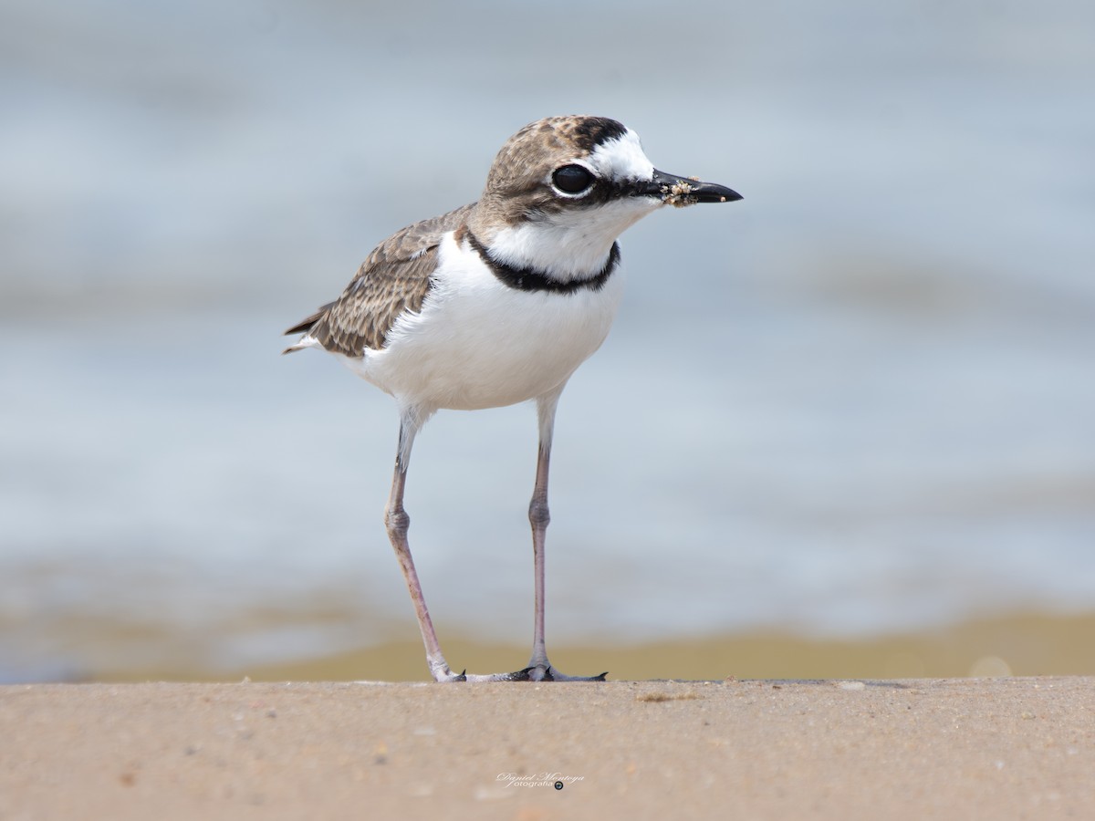 Collared Plover - ML649020145