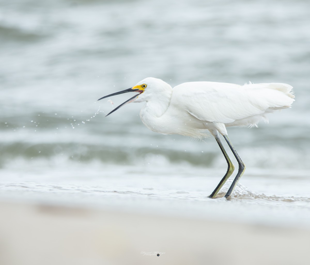 Snowy Egret - ML649020159