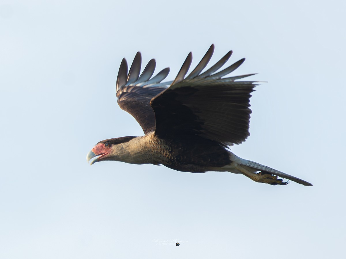 Crested Caracara - ML649020180