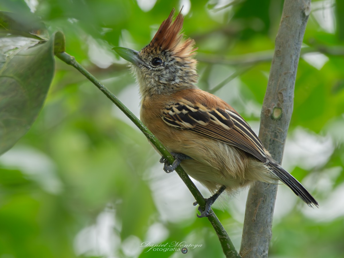 Black-crested Antshrike - ML649020199