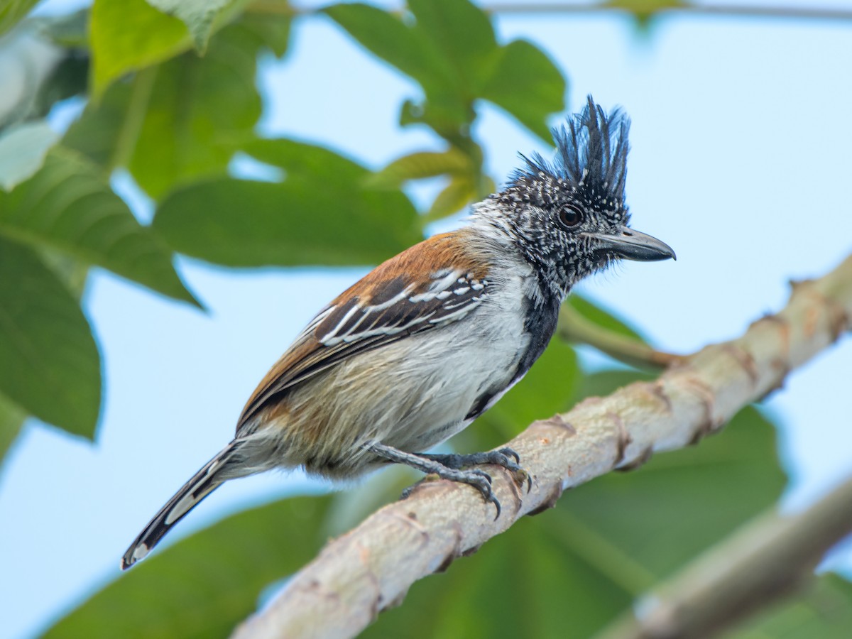 Black-crested Antshrike - ML649020200