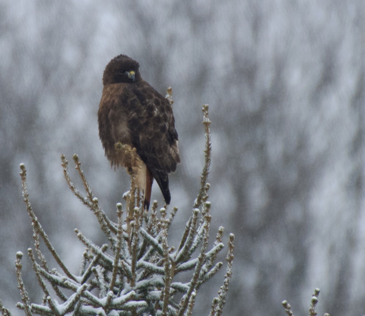 káně rudochvostá - ML649020268