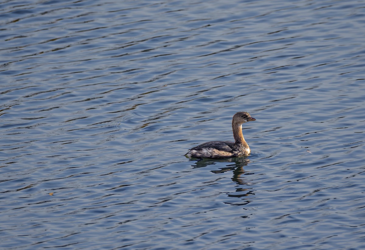 Pied-billed Grebe - ML649020421