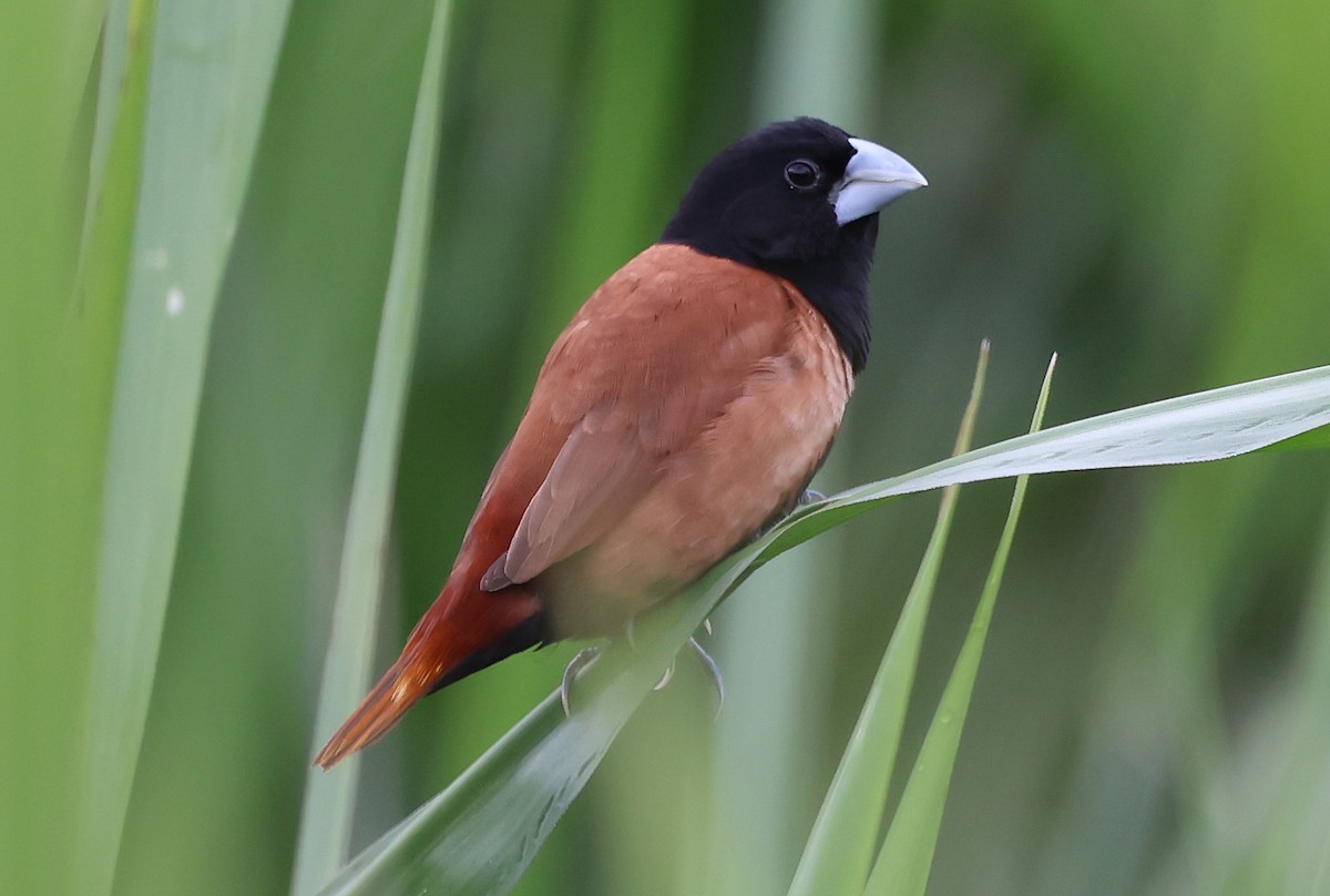 Tricolored Munia - ML649020501