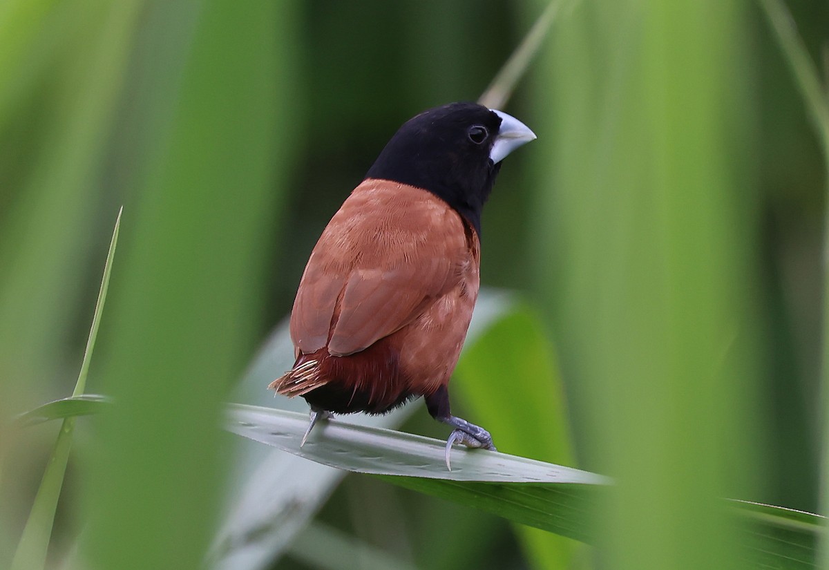 Tricolored Munia - ML649020504