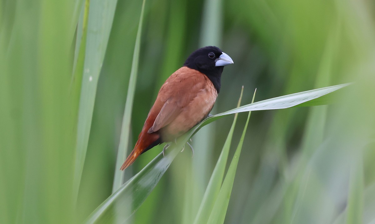 Tricolored Munia - ML649020505