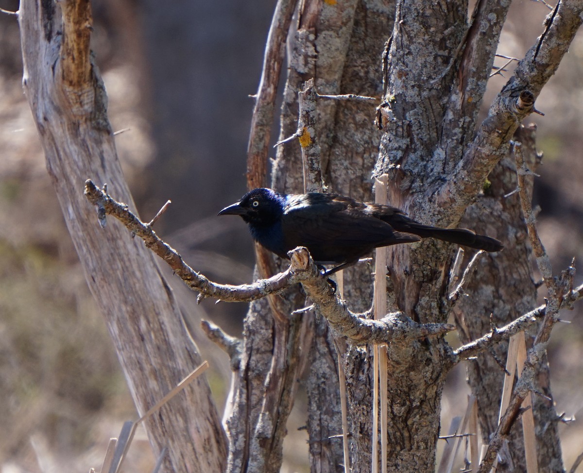 Common Grackle - ML649020558