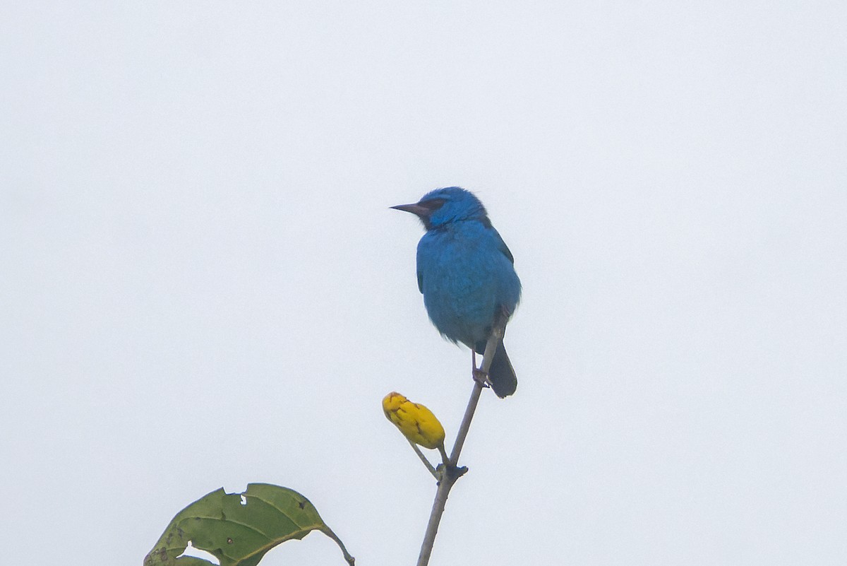 Blue Dacnis - ML649020870