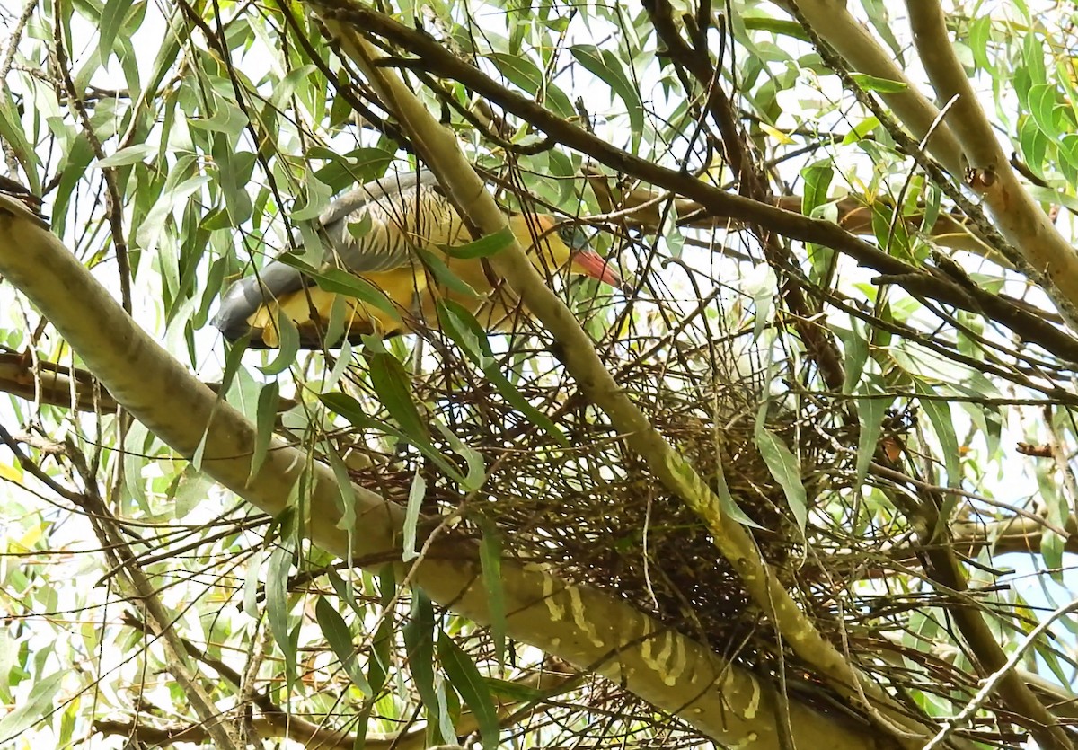 Whistling Heron - ML649021000