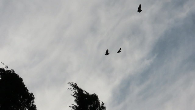 kondor havranovitý - ML649021203