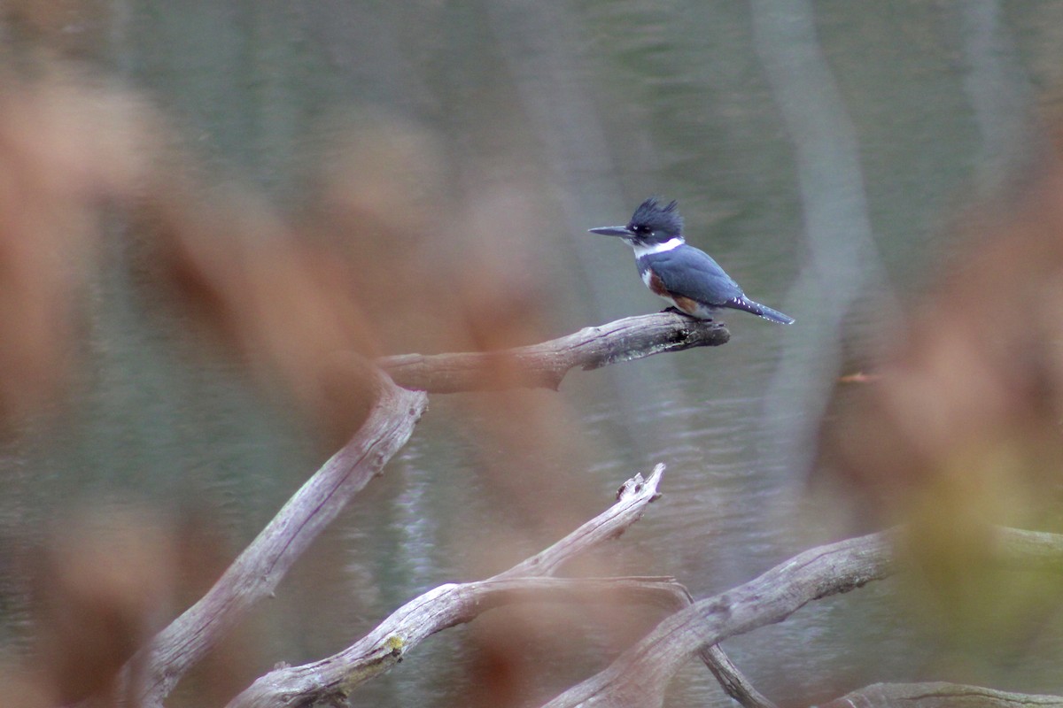 Gürtelfischer - ML649021218