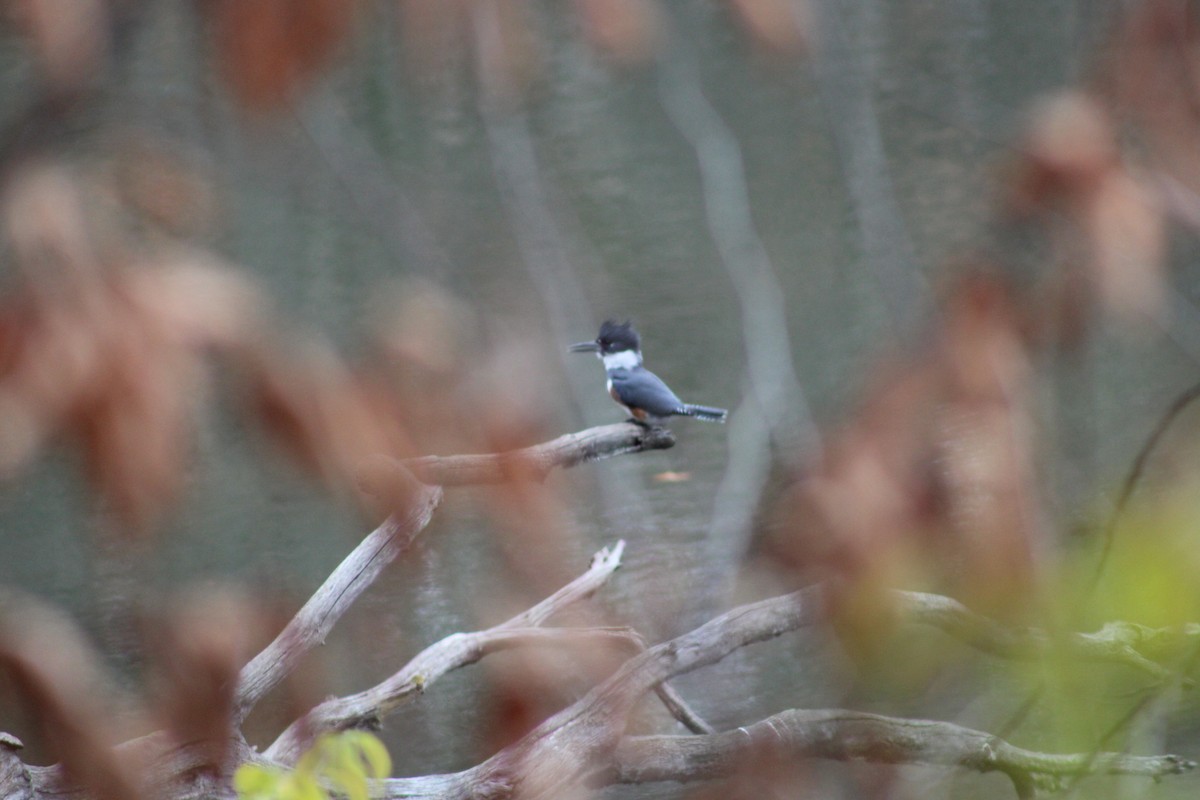 Gürtelfischer - ML649021219