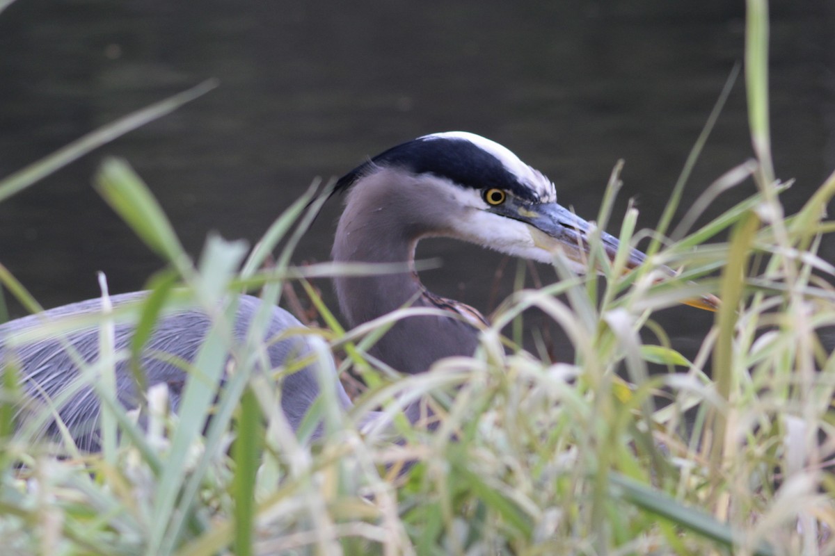 Kanadareiher - ML649021267