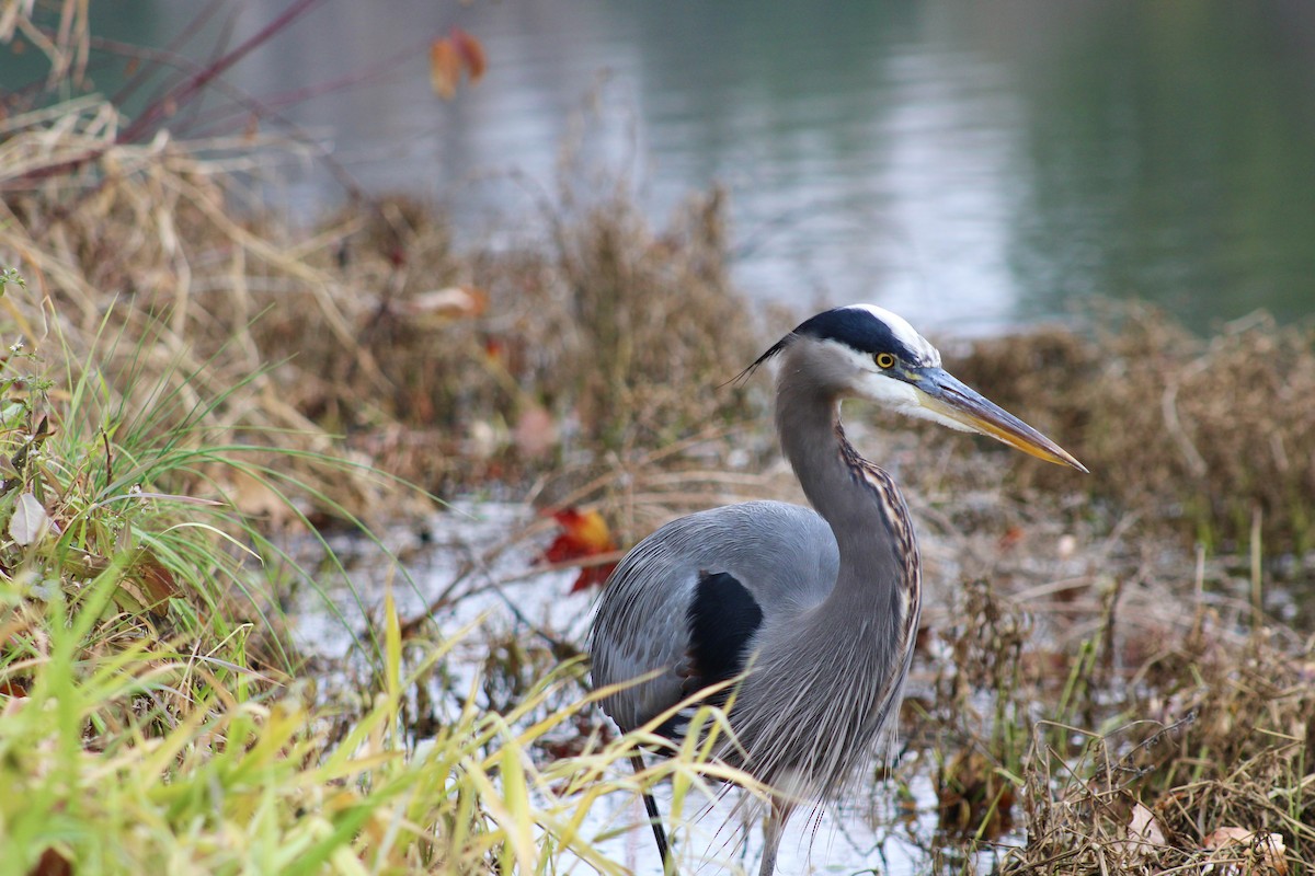 Kanadareiher - ML649021278