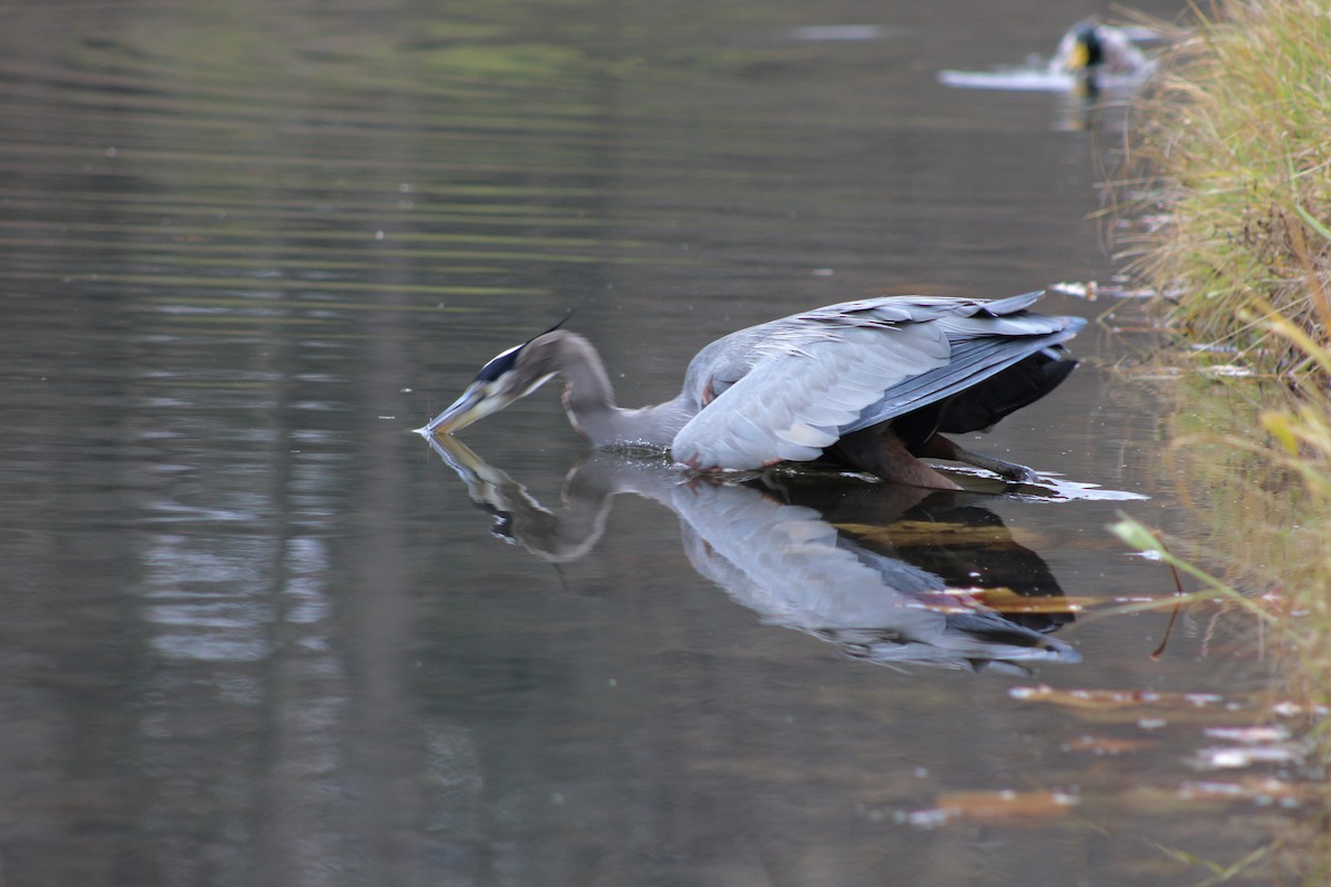 Kanadareiher - ML649021279