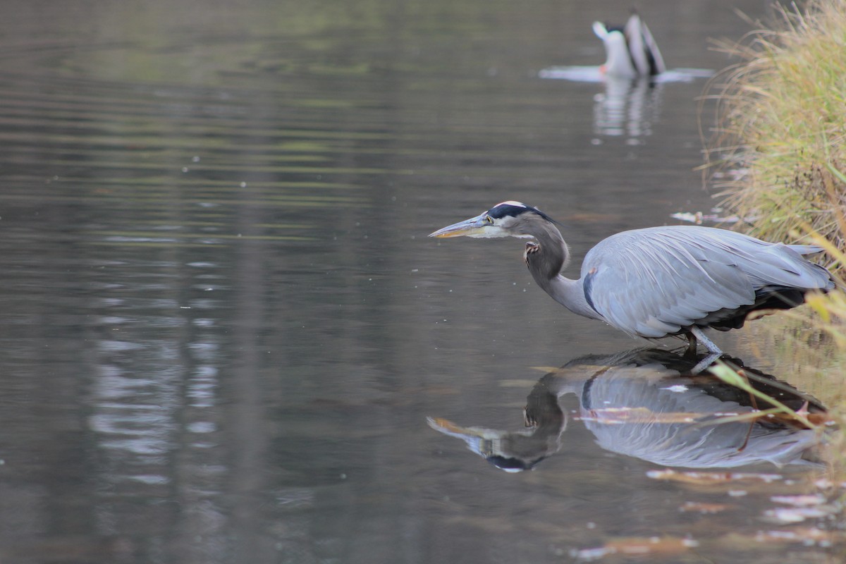 Kanadareiher - ML649021280