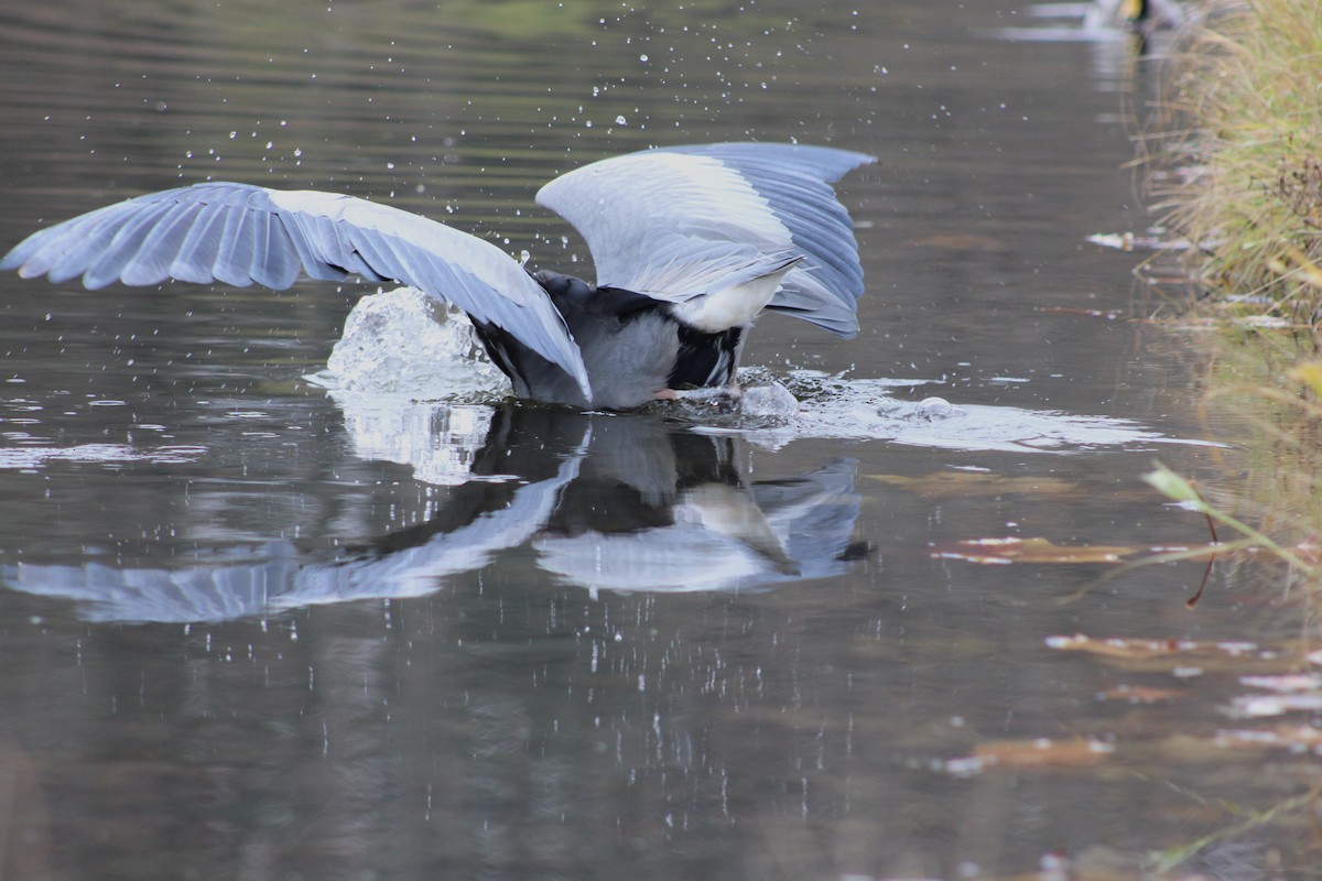 Kanadareiher - ML649021281