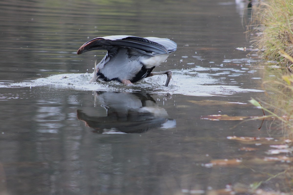 Kanadareiher - ML649021282