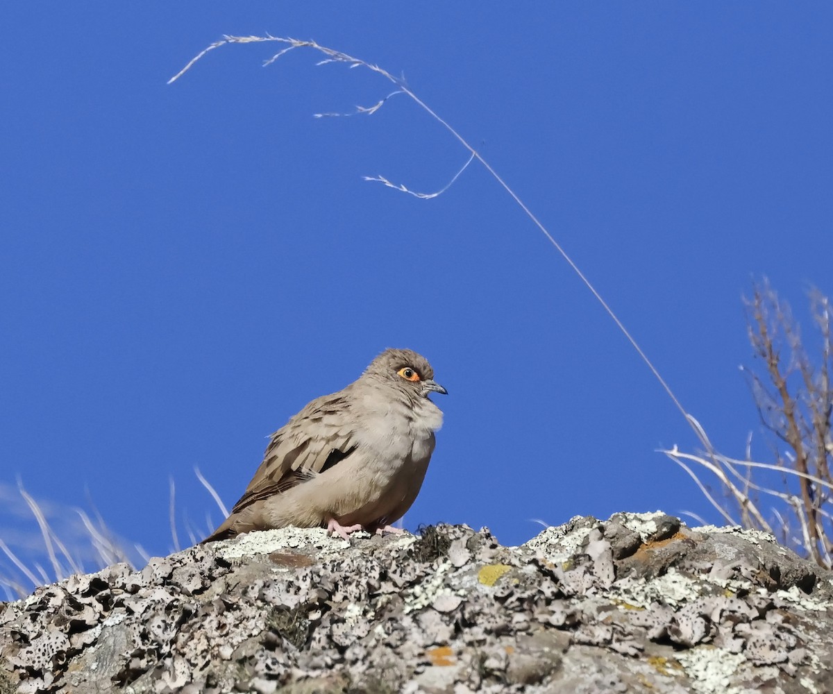 Colombe de Moreno - ML649021293