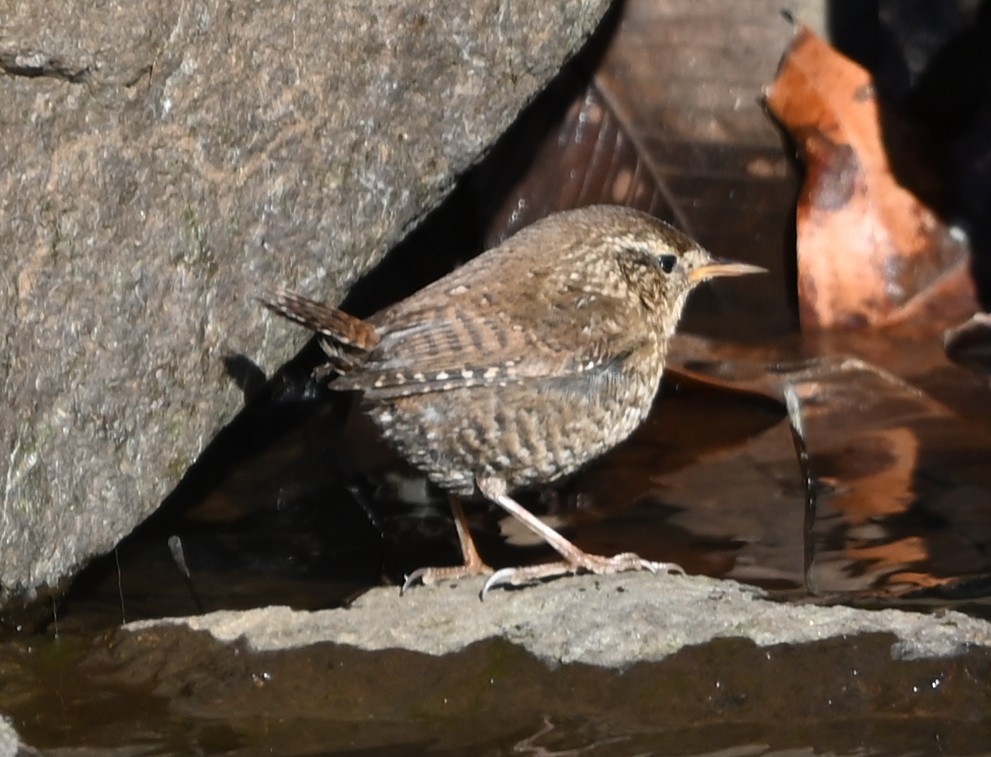 Troglodyte des forêts - ML649021556
