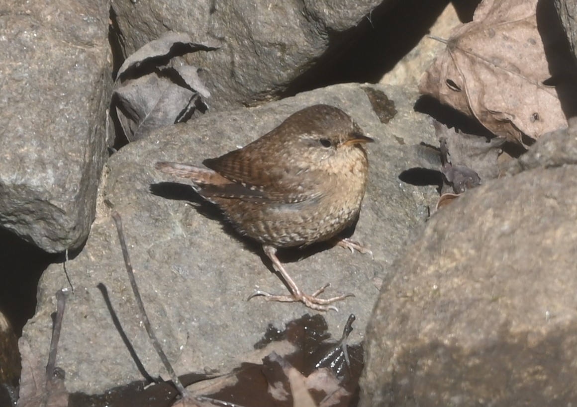 Troglodyte des forêts - ML649021572