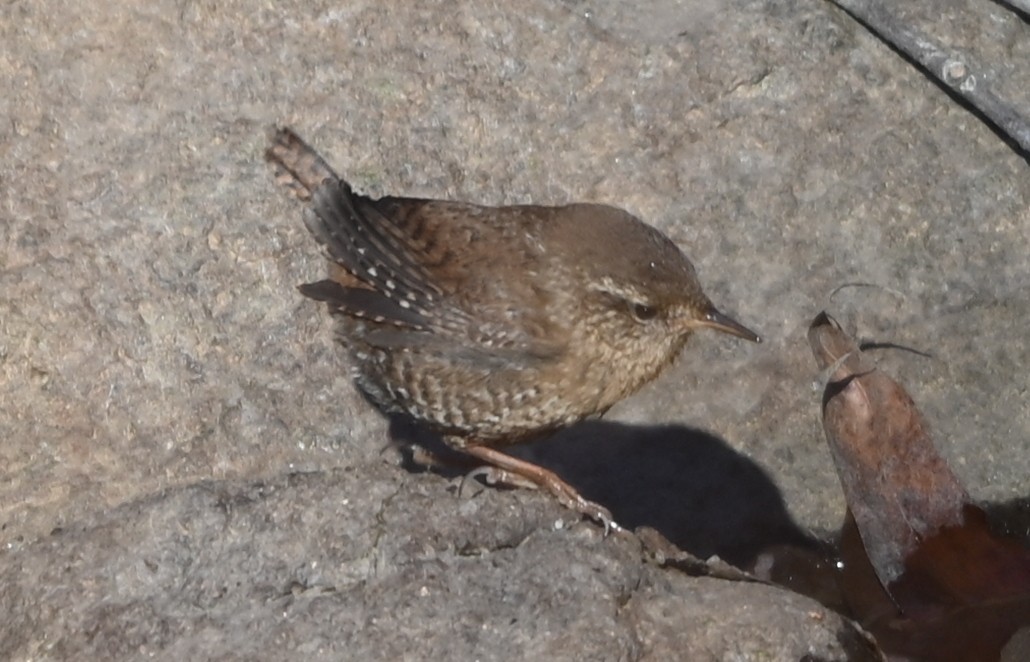 Troglodyte des forêts - ML649021586