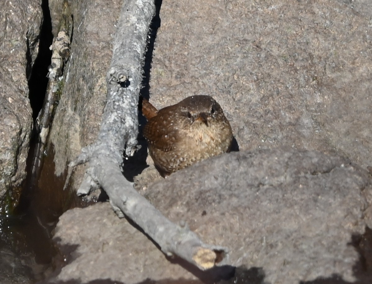 Troglodyte des forêts - ML649021614