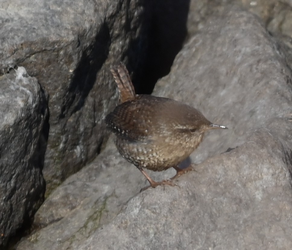Troglodyte des forêts - ML649021647