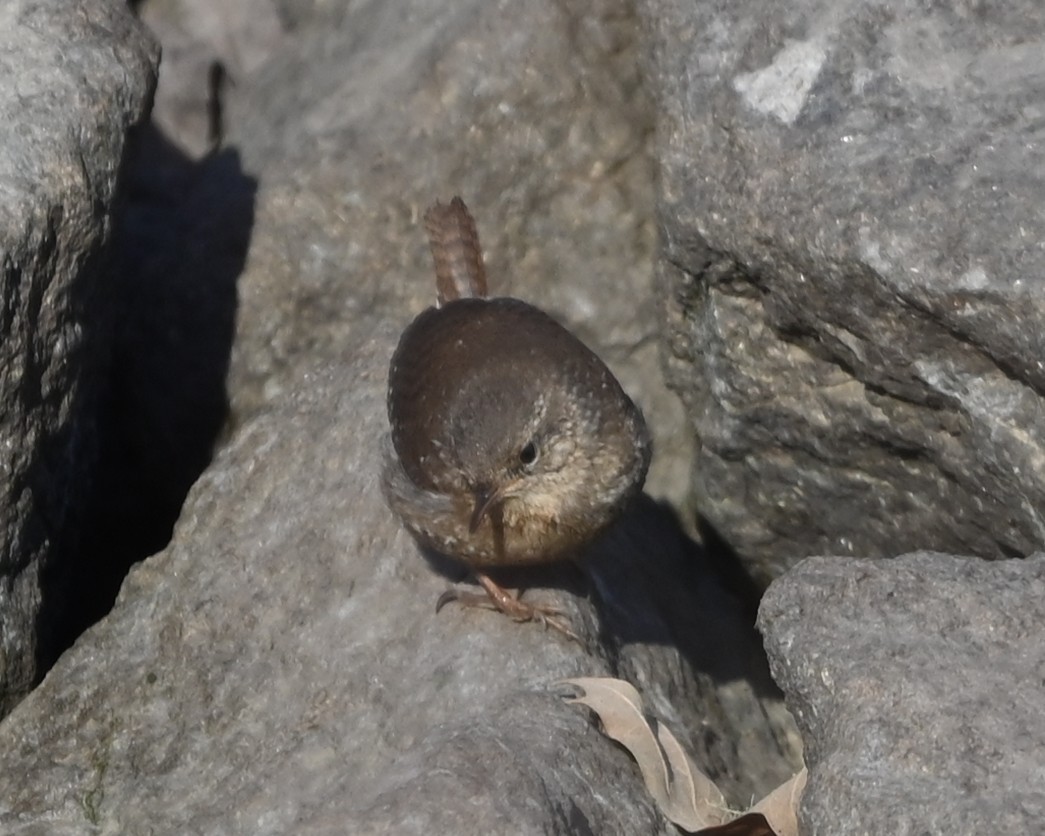 Troglodyte des forêts - ML649021654