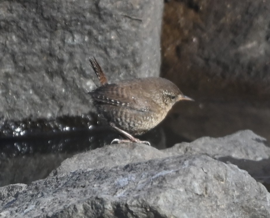 Troglodyte des forêts - ML649021679
