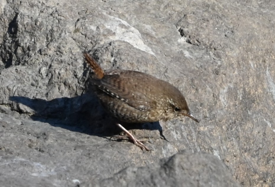 Troglodyte des forêts - ML649021692