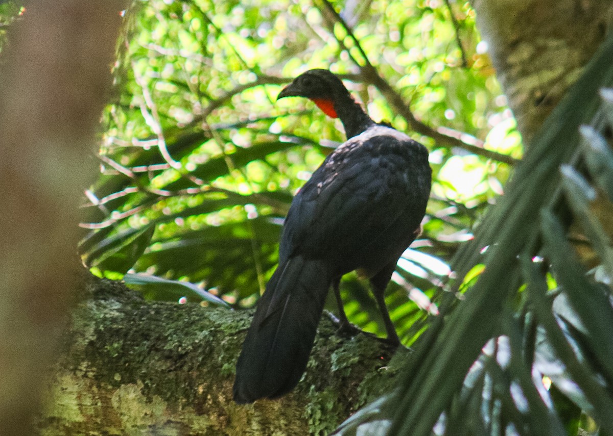 eBird Checklist - 10 Jan 2026 - Parque Natural Municipal Itaim - 84 ...